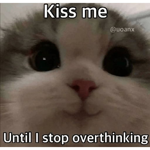 Cat memes 12