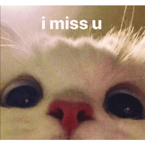 Cat memes 18