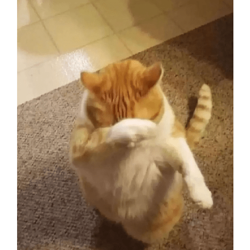 Cat memes 28