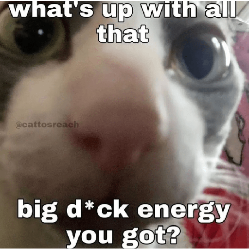 Cat memes 6