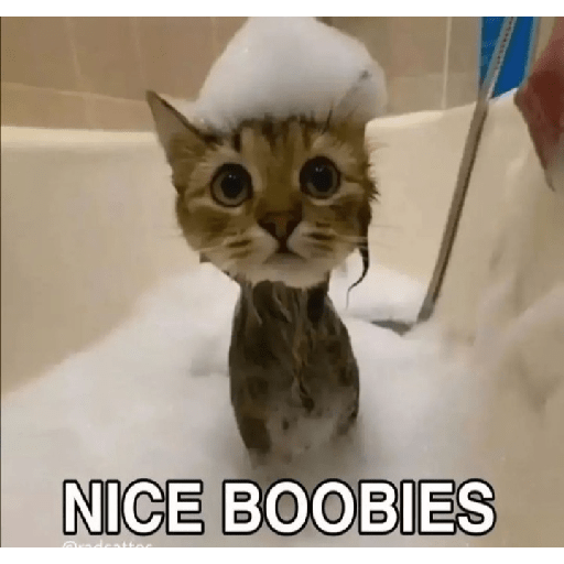 Cat memes 22