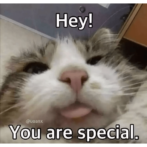 Cat memes 27