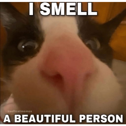 Cat memes 4