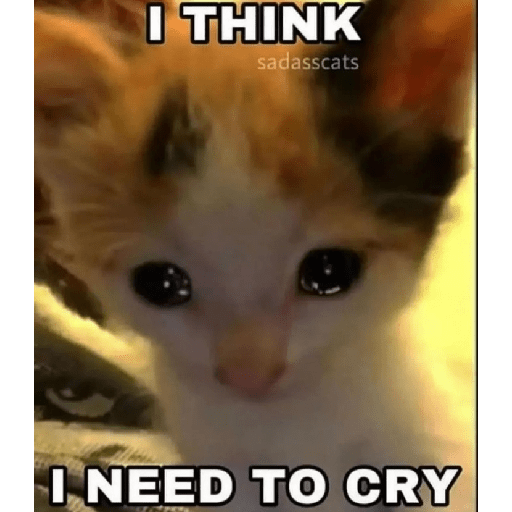 Cat memes 30