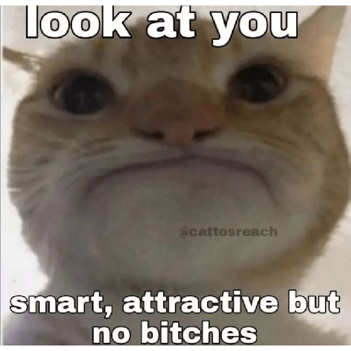 Cat memes 3