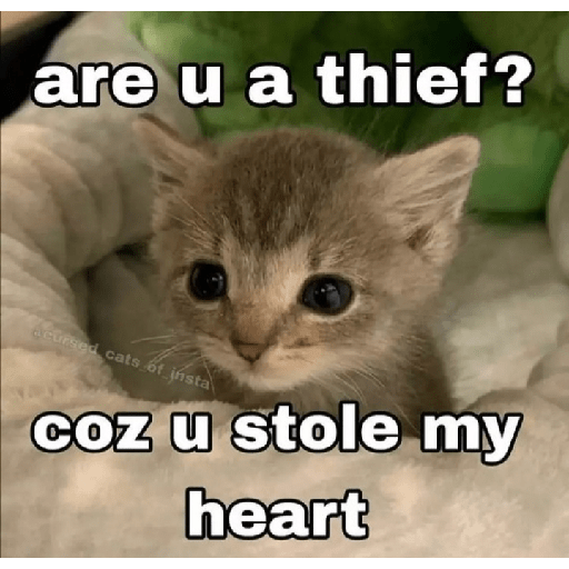 Cat memes 8