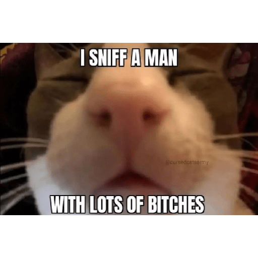 Cat memes 10