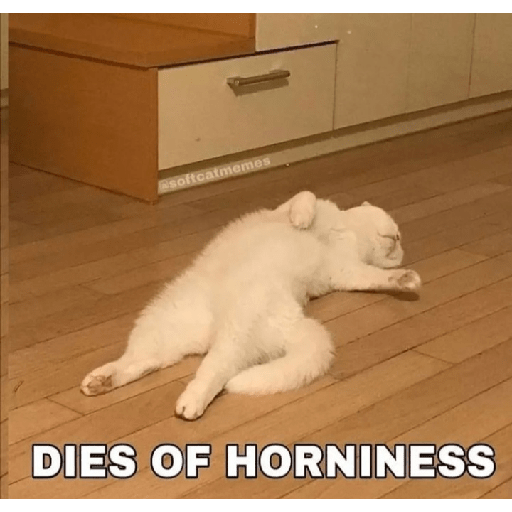 Cat memes 29