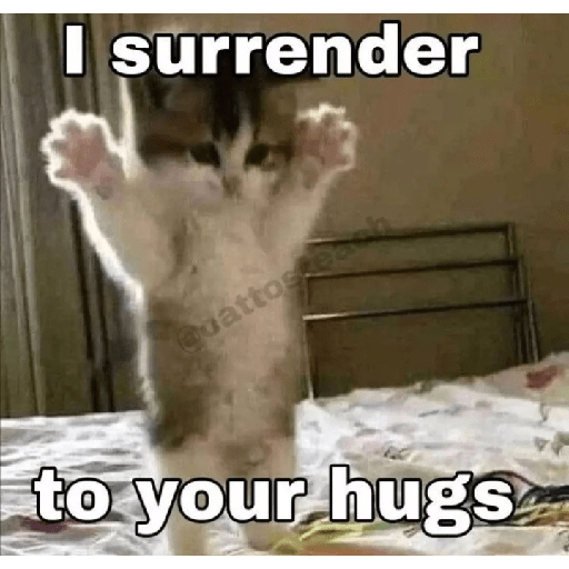 Cat memes 13
