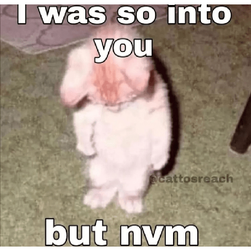 Cat memes 15