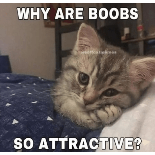 Cat memes 25