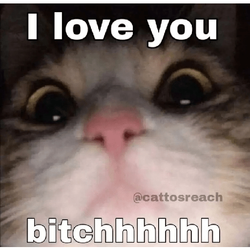 Cat memes 5