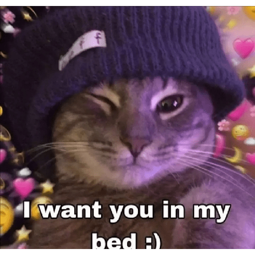 Cat memes 17