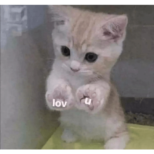 Cat memes 14