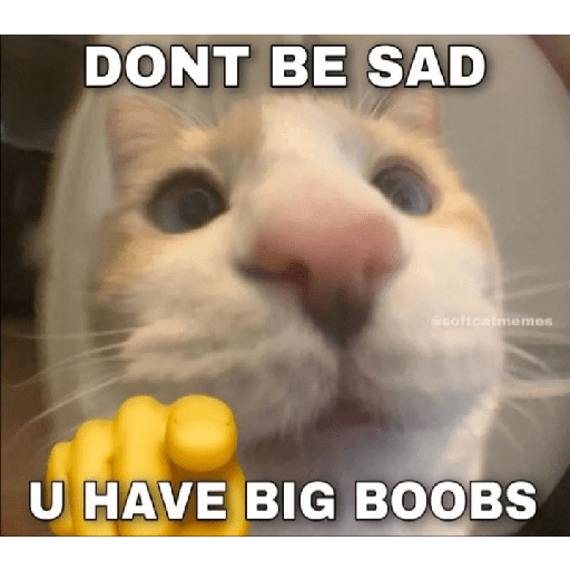 Cat memes 2