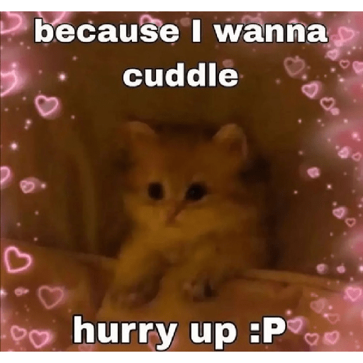 Cat memes 16