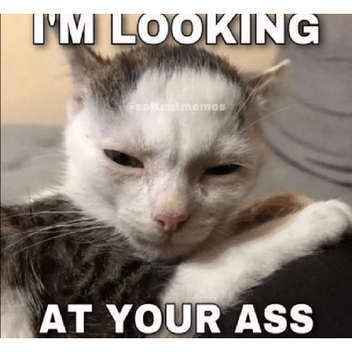 Cat memes 9