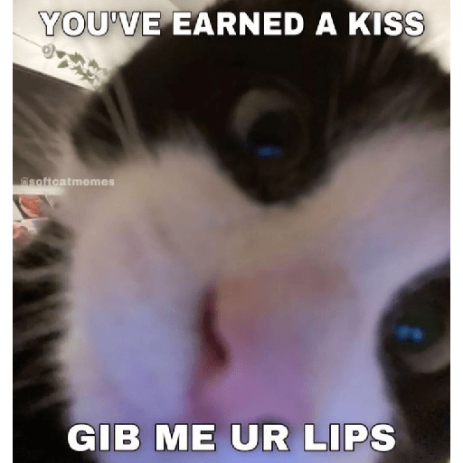 Cat memes