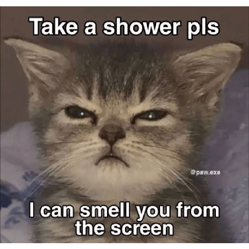 Cat memes 24