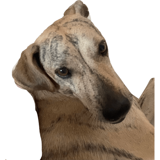 Pirula