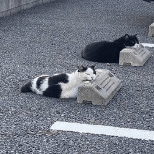 Gatinhos 24