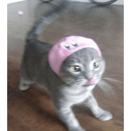 Gatinhos 10