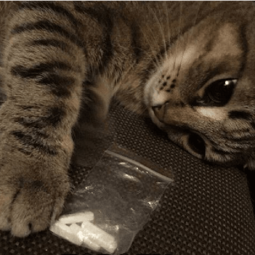Gatinhos 30