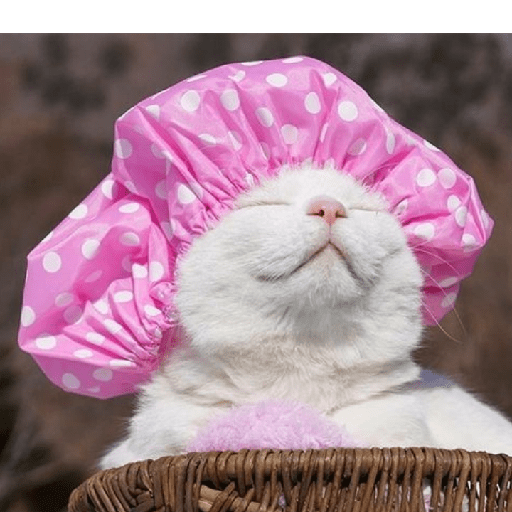 Gatinhos 6