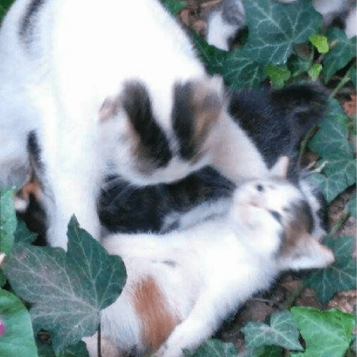 Gatinhos 26