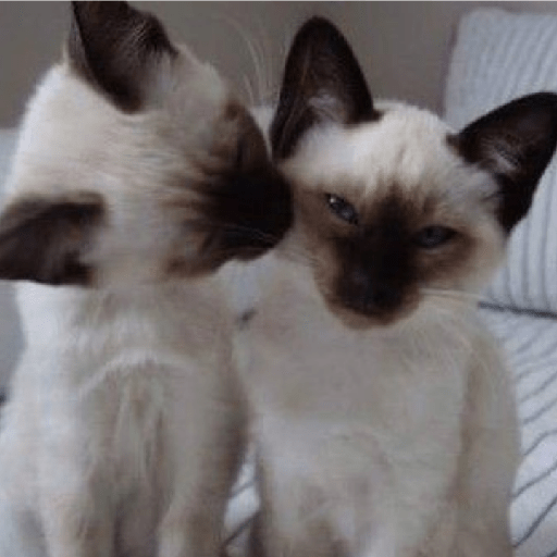 Gatinhos 22
