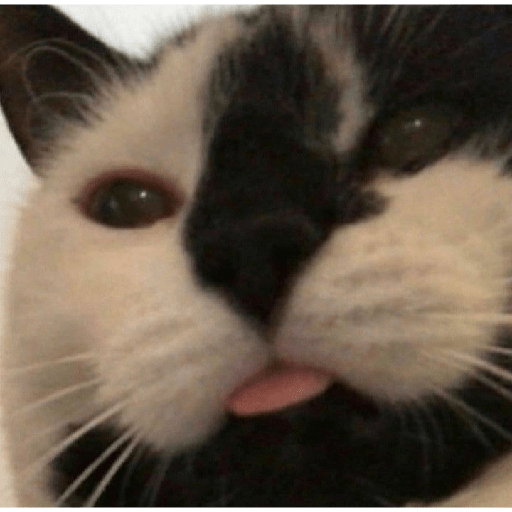 Gatinhos 17