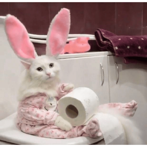Gatinhos 5