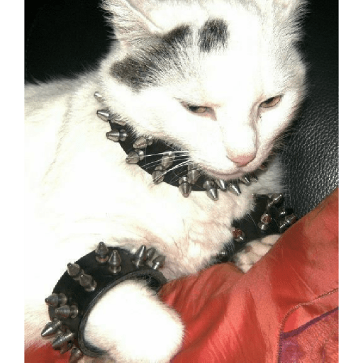 Gatinhos 1
