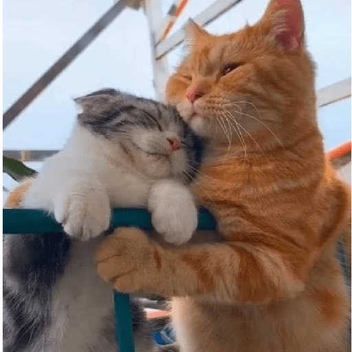 Gatinhos 19