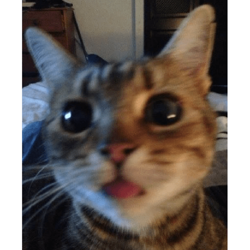 Gatinhos 28