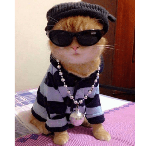 Gatinhos 2