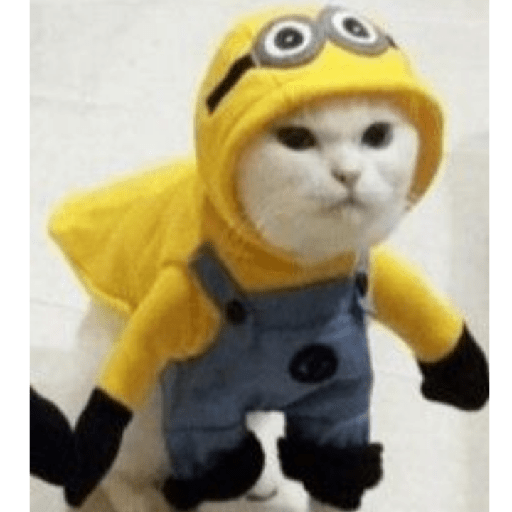 Gatinhos 3