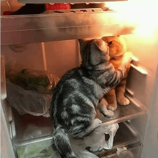 Gatinhos 29