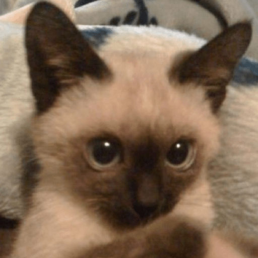 Gatinhos 20