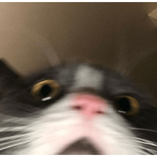 Gatinhos 18