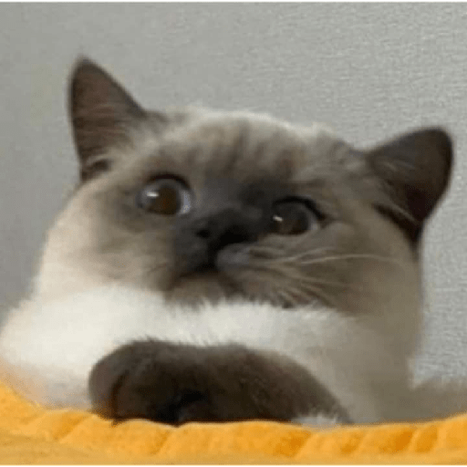 Gatinhos 21