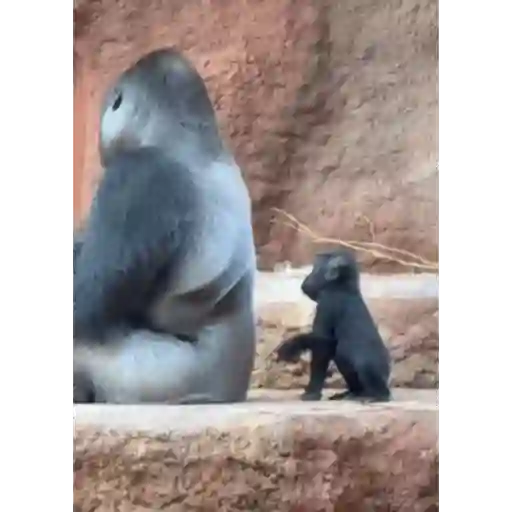Monkeydonkey 5