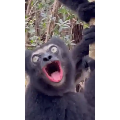 Monkeydonkey 4