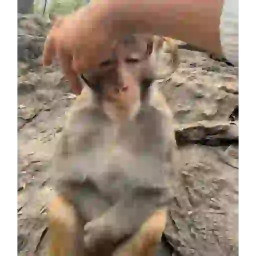 Monkeydonkey 2