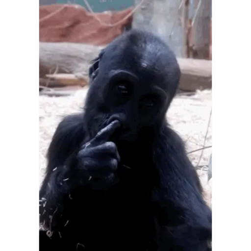 Monkeydonkey 3