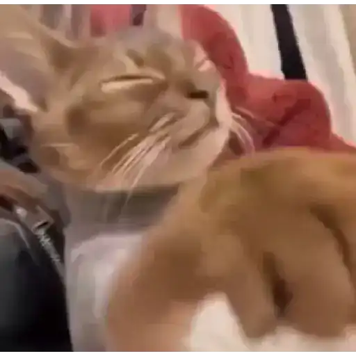 Gifs 6