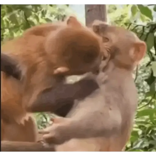 Monoooooo 6