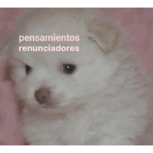 Gatitos meme 😸✨ 19
