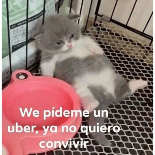 Gatitos meme 😸✨ 21