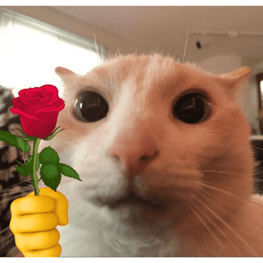 Gatitos meme 😸✨ 16